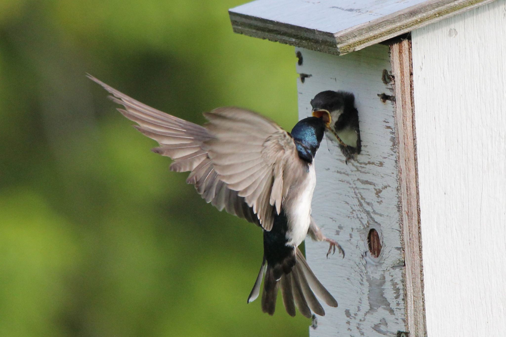 Ornithologie_parcdelaboyer